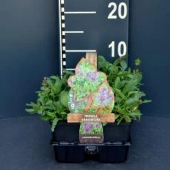 Bijenkorfje (prunella Grandiflora) Bodembedekker - 6-pack - 1 Stuks