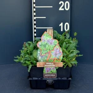 Bijenkorfje (prunella Grandiflora) Bodembedekker - 6-pack - 1 Stuks 1 Bijenkorfje (prunella Grandiflora) Bodembedekker - 6-pack - 1 Stuks