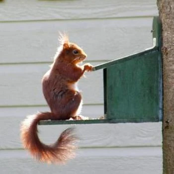 Eekhoorn Voederhuis Groen 1 Eekhoorn Voederhuis Groen