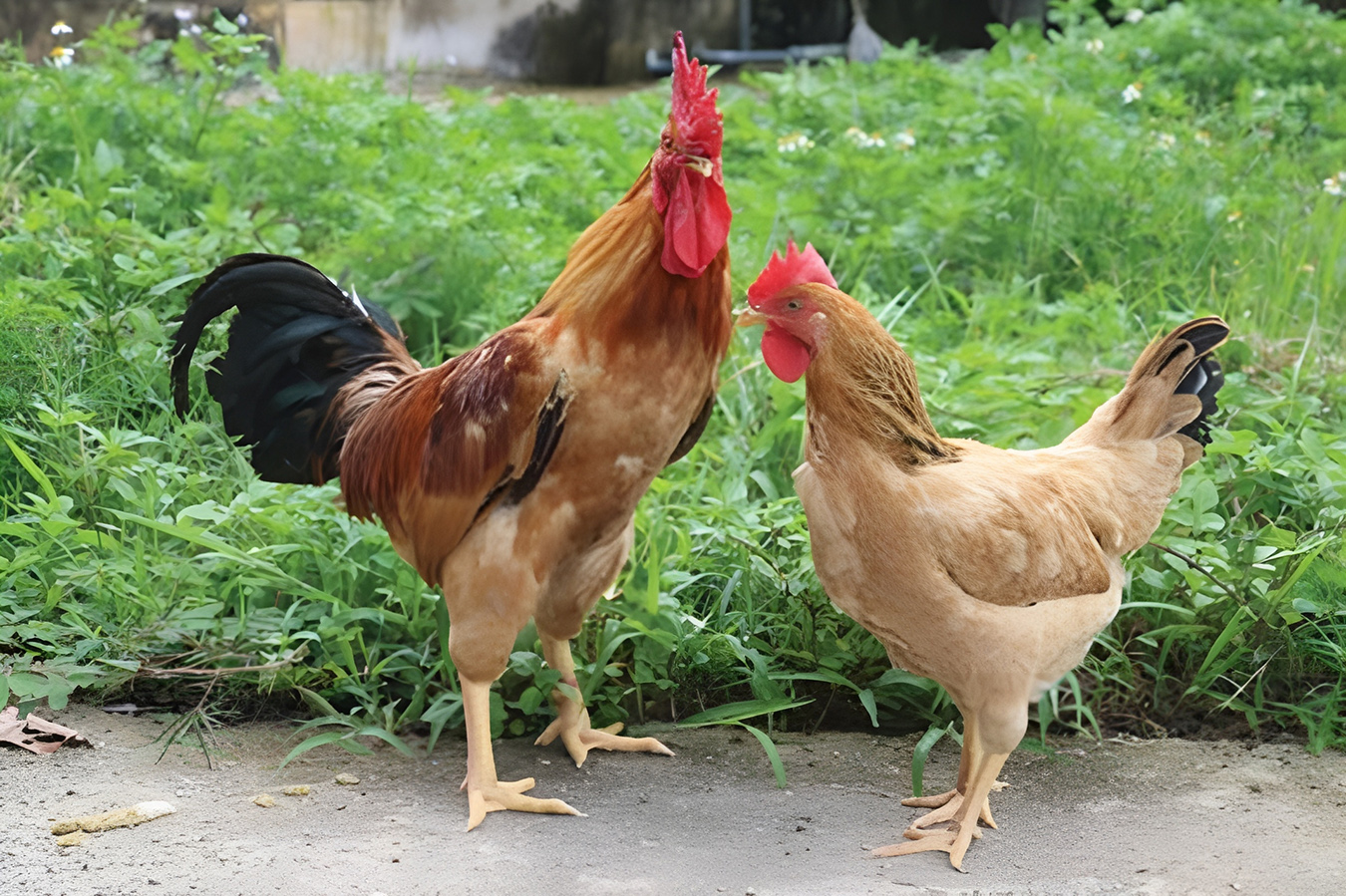 Dieren Nest Verkoopwinkel -Dieren Nest Verkoopwinkel ga ri thuong thanh 164635 31