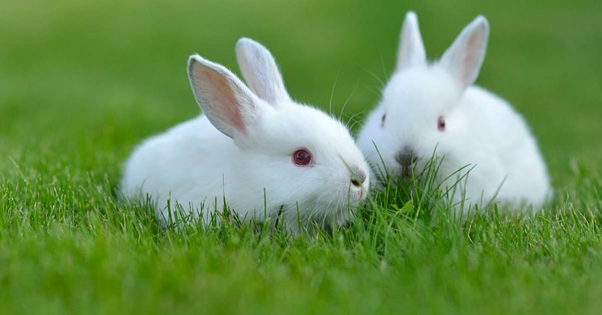 Dieren Nest Verkoopwinkel -Dieren Nest Verkoopwinkel hinh anh con tho